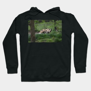 African Wild Dog Hoodie